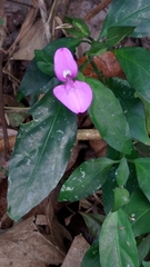 Dicliptera tinctoria