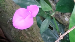 Dicliptera tinctoria