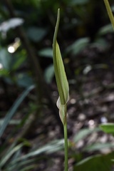 Anthurium crystallinum