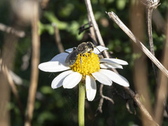 Lasioglossum viride