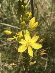 Bulbine glauca