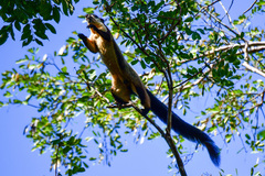 Ratufa bicolor