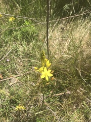 Bulbine glauca