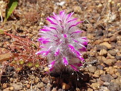 Ptilotus manglesii