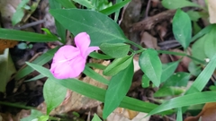 Dicliptera tinctoria