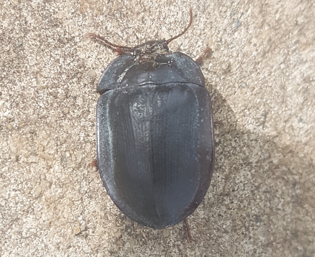 blue piedish beetles from Perth WA, Australia on November 30, 2022 at