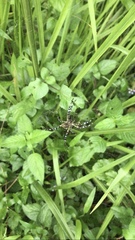 Argiope