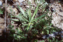 Agave univittata