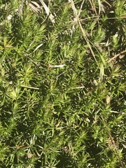 Acrotriche serrulata