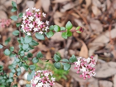 Platysace lanceolata