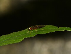 Sarginae