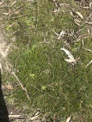 Acrotriche serrulata