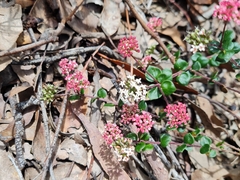 Platysace lanceolata