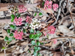 Platysace lanceolata
