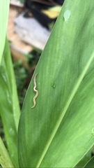 Rhynchodemus sylvaticus