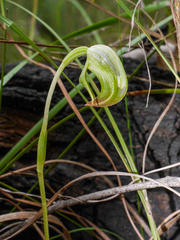 Pterostylis hispidula