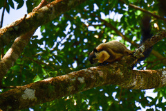 Ratufa bicolor