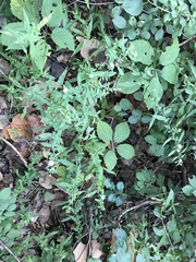 Symphyotrichum ontarionis glabratum