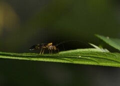 Thyrsophorinae