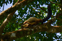 Ratufa bicolor