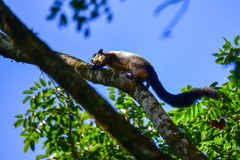 Ratufa bicolor