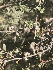 Leptospermum myrtifolium