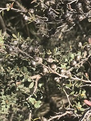 Leptospermum myrtifolium