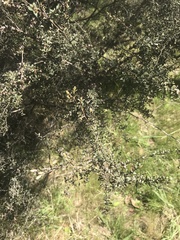 Leptospermum myrtifolium