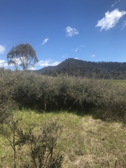 Leptospermum myrtifolium