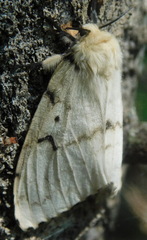 Lymantria dispar