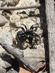Nyssus albopunctatus