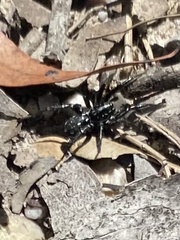 Nyssus albopunctatus