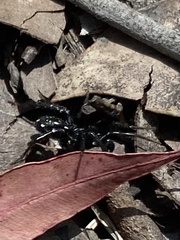 Nyssus albopunctatus