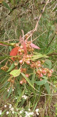 Eucalyptus cosmophylla