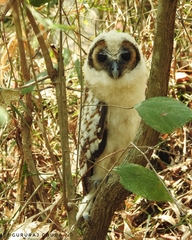 Strix leptogrammica