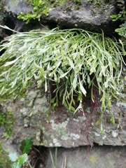 Asplenium septentrionale