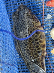 Tetractenos hamiltoni