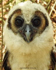 Strix leptogrammica