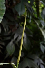 Anthurium crystallinum