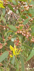 Eucalyptus cosmophylla