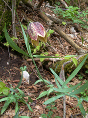 Fritillaria montana
