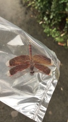 Neurothemis terminata