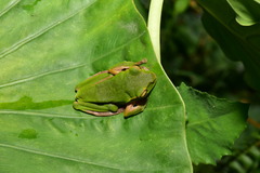 Zhangixalus prasinatus