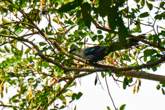 Phaenicophaeus tristis