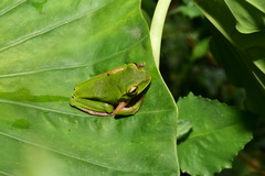 Zhangixalus prasinatus