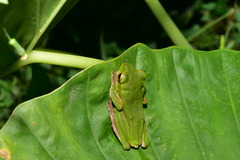 Zhangixalus prasinatus