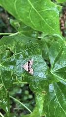 Frederickia s-signata