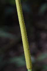 Anthurium crystallinum