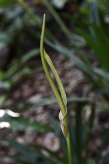 Anthurium crystallinum