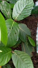 Neonauclea reticulata